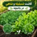کاشت شنبلیله و شاهی در باغچه خانگی