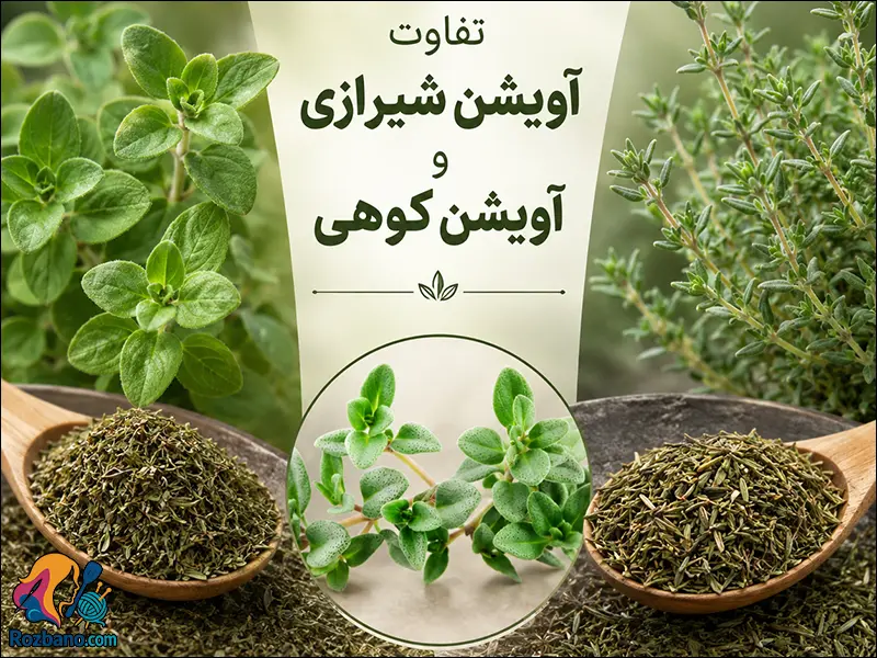 تفاوت آویشن کوهی و شیرازی از نظر ظاهر برگ