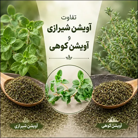 تفاوت آویشن کوهی و شیرازی در طعم، عطر و خواص