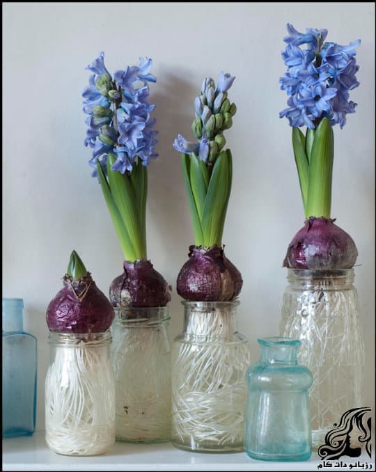 https://up.rozbano.com/view/3302091/Blooming%20Hyacinths-02.jpg