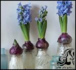پرورش گل و گیاه و آموزش کاشت پیاز گل سنبل برای هفت سین - Blooming20Hyacinths 04