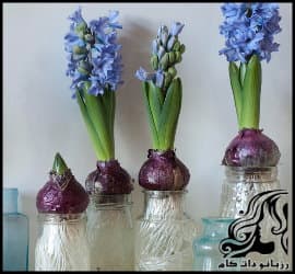 پرورش گل و گیاه و آموزش کاشت پیاز گل سنبل برای هفت سین - Blooming20Hyacinths 04