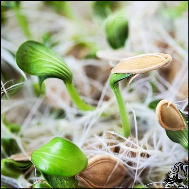 https://up.rozbano.com/view/2925945/Brunette%20pumpkin%20seeds-02.jpg