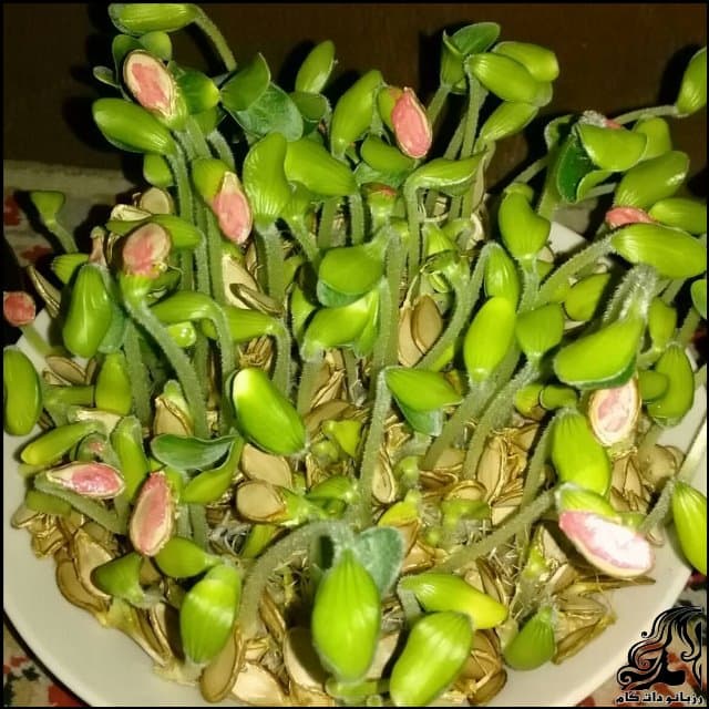 https://up.rozbano.com/view/2925946/Brunette%20pumpkin%20seeds-03.jpg