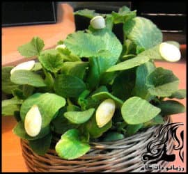 آموزش کاشت سبزه عید با تخمه کدو - Brunette20pumpkin20seeds 05