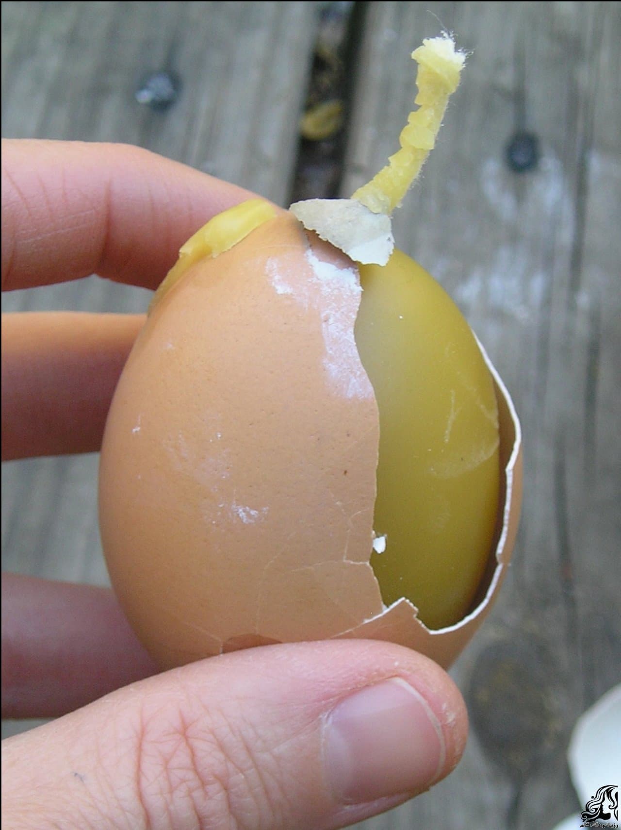 https://up.rozbano.com/view/2899169/Egg%20Shaped%20Candles-09.jpg