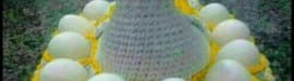 Egg20basket20texture-01