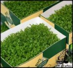 آموزش کاشت سبزه شاهی برای سفره هفت سین - Garden20cress 03