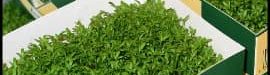 Garden20cress-03