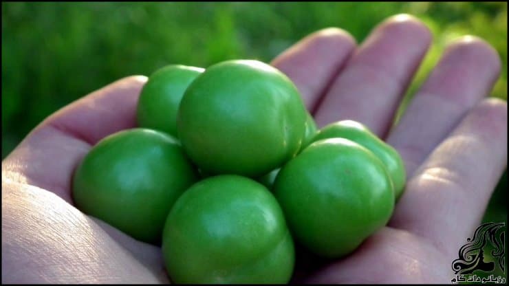 طرز تهیه خورشت گوجه سبز و مرغ به روش اصیل ایرانی