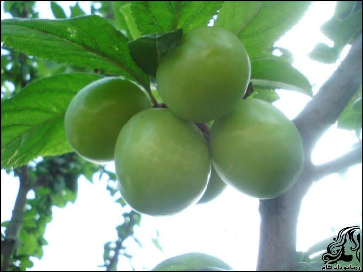 آموزش مرحله به مرحله خورشت گوجه سبز و مرغ خوشمزه