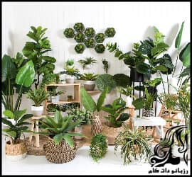 معرفی 6 گل آپارتمانی زیبا و خاص - Introducing20Apartment20Flowers