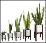 معرفی بهترین گل آپارتمانی همیشه سبز - Introducing20the20best20evergreen20apartment20flowers 03