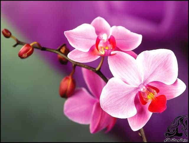 https://up.rozbano.com/view/3061651/Orchid%20flower-03.jpg