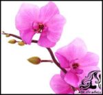 آموزش مراقبت و نگهداری از گل ارکیده - Orchid20flower 13