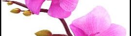 Orchid20flower-13