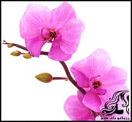 آموزش مراقبت و نگهداری از گل ارکیده - Orchid20flower 13