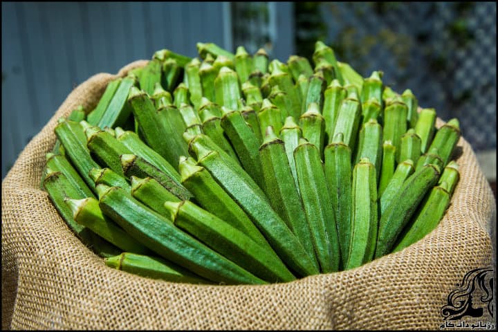 https://up.rozbano.com/view/2951654/Pickled%20okra-01.jpg