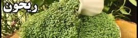Planting20basil20cascading20greens-01