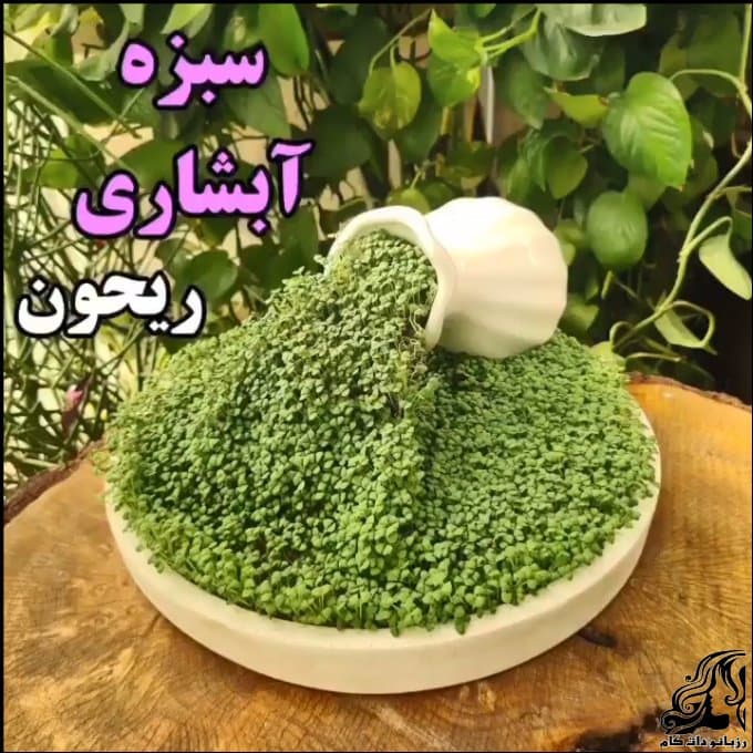 https://up.rozbano.com/view/3477566/Planting%20basil%20cascading%20greens.jpg