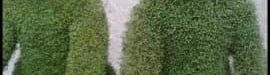 Planting20green20dolls-01
