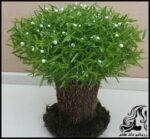 آموزش کاشت سبزه درختی برای سفره هفت سین - Planting20green20trees 02