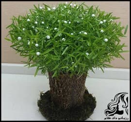 آموزش کاشت سبزه درختی برای سفره هفت سین - Planting20green20trees 02