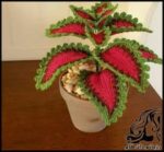 بافتنی و آموزش بافت گل حُسن یوسف - Solenostemon20flower20knitting 01