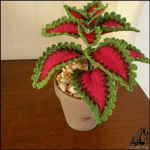 https://up.rozbano.com/view/3530820/Solenostemon%20flower%20knitting.jpg