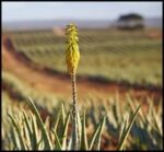بزرگترین مزرعه آلوئه‌ورا دنیا با بیش از 50 میلیون بوته آلوئه ورا - The20largest20aloe20vera20farm20in20the20world 02