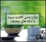 پروش گل و گیاه و زمان بندی کاشت سبزه با دانه های مختلف - Timing20of20planting20greens20with20different20seeds 09