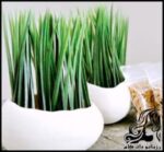 آموزش سبز کردن بذر خرما برای سفره هفت سین - Training20on20planting20dates 01
