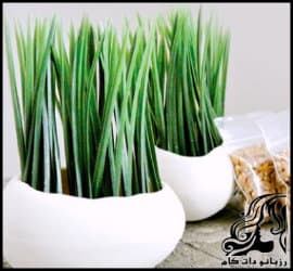 آموزش سبز کردن بذر خرما برای سفره هفت سین - Training20on20planting20dates 01