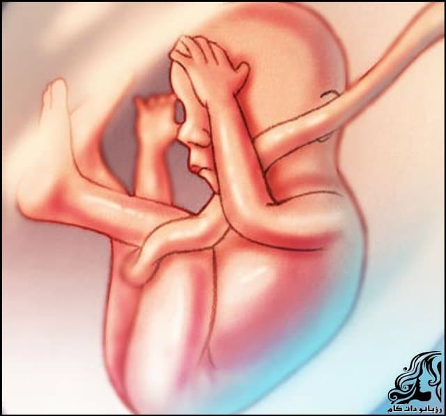 https://up.rozbano.com/view/2799793/Twenty%20third%20week%20of%20pregnancy-01.jpg