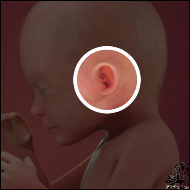 https://up.rozbano.com/view/2799796/Twenty%20third%20week%20of%20pregnancy-04.jpg