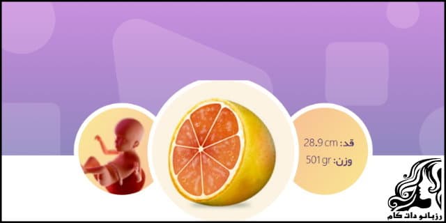 https://up.rozbano.com/view/2799799/Twenty%20third%20week%20of%20pregnancy-07.jpg