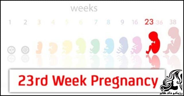 https://up.rozbano.com/view/2799792/Twenty%20third%20week%20of%20pregnancy.jpg