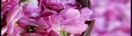 What20you20need20to20know20about20rose20water-03