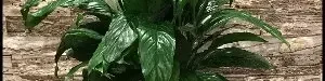 floriculture20lee20peace-03