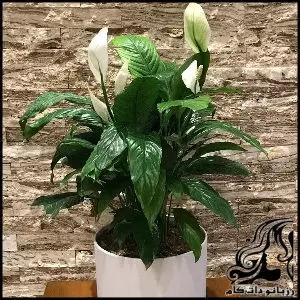 آموزش نگهداری و پرورش گل لی لی صلح - floriculture20lee20peace 03