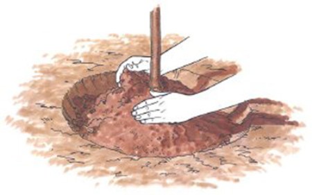 آموزش درختکاری،آموزش کاشت درخت نحوه کاشت درخت,آشنایی با روش کاشت درخت