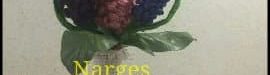 hyacinth20texture20training202-07