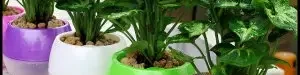 maintenance20procedures20flowers20in20a20vase20in20a20long20time-02