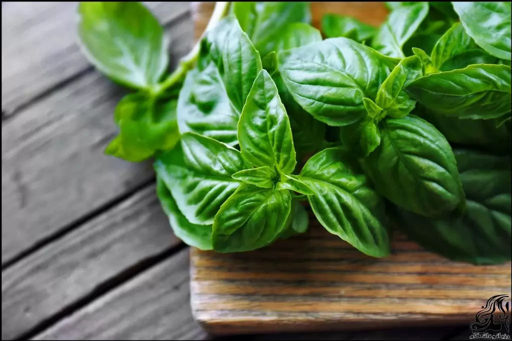 آموزش کامل آماده کردن سبزی خورش قورمه سبزی خوش عطر