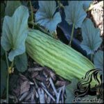 کاشت خیار چنبر - rozbano 09 1 3