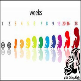 همه چیز راجع به هفته هفتم بارداری - rozbano 103 3 1