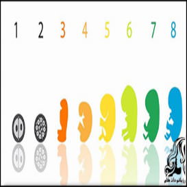 همه چیز راجع به هفته هشتم بارداری - rozbano 111 3 1