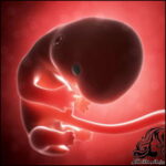 همه چیز راجع به هفته یازدهم بارداری - rozbano 158 3 1