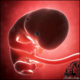 همه چیز راجع به هفته یازدهم بارداری - rozbano 158 3 1
