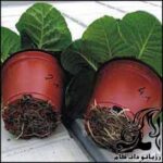 آموزش تعویض گلدان گیاهان - rozbano 180 1 2